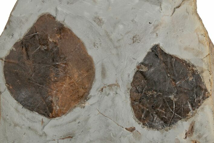 Two Fossil Leaves (Zizyphoides) - Montana #215524